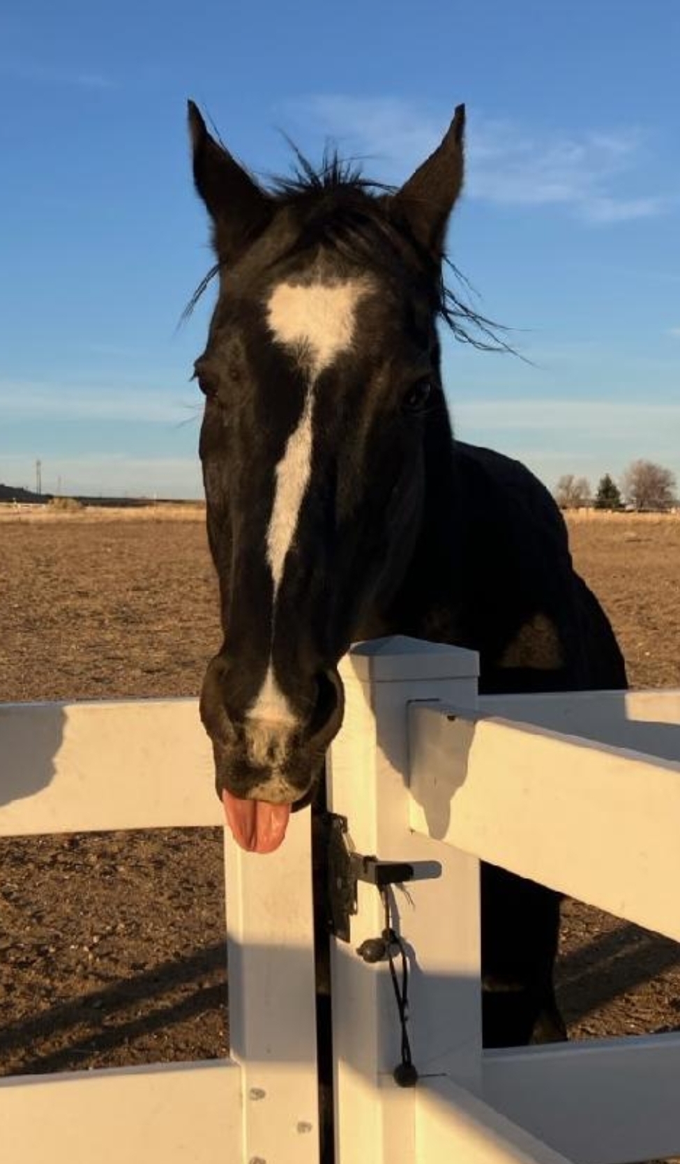 Lincoln boarder horse
