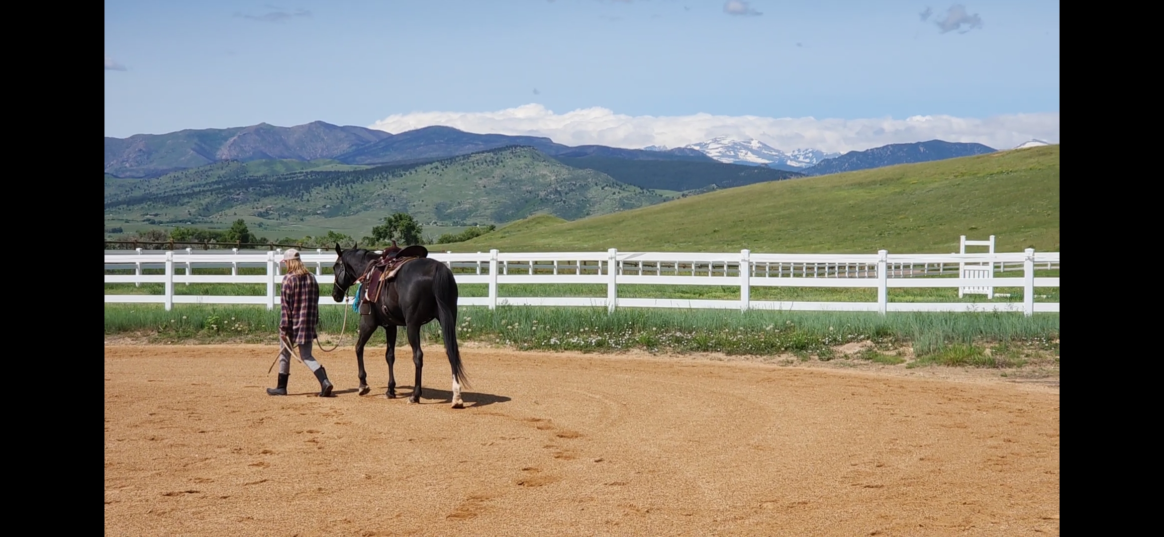 Horses in turnout